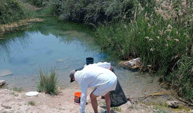 (ÖZEL) Tarihi hamam kalıntıları arasındaki süs balıklarını kaçak avlayanlara suç üstü