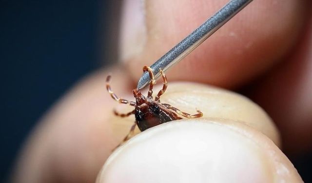 Gizli tehlikeye dikkat: Kene can almayı sürdürüyor!