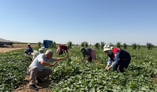 Afyonkarahisar'da tarla tarla kornişon denetimi