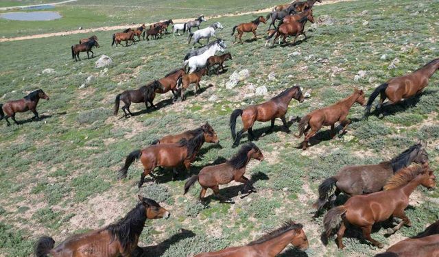 Yılkı atları doğal yaşam ortamlarında havadan görüntülendi