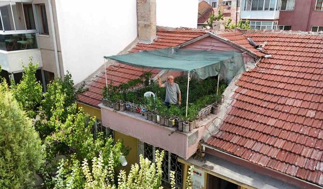 18 metrekarelik terasını 200 fideyle bahçeye çevirdi, 8 saatini burada harcıyor