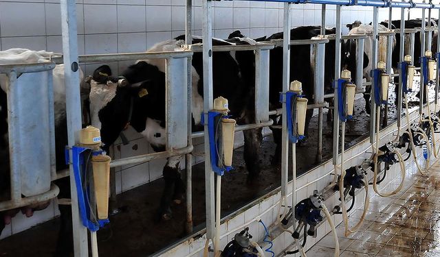 Rekabet Kurumu’ndan süt sanayicilerine “yem zorunluluğu” uyarısı!