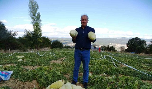 Kütahya’da ’Göncek Kavunu’nun hasadı başladı