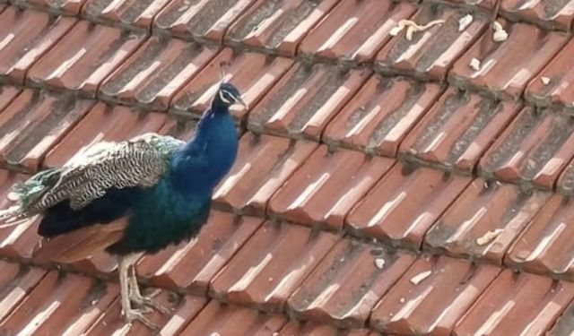 Eskişehir'de çatıda tavuş  kuşu görenler hayrete düştü