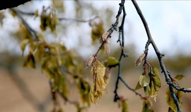 Zirai dondan etkilenen çiftçilere bakanlıktan dev yardım!