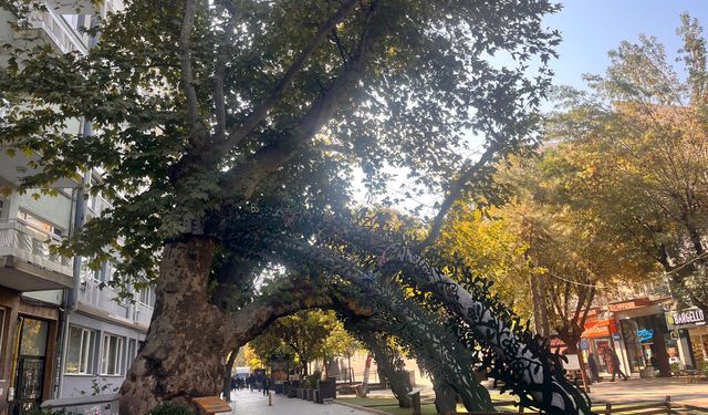 Eskişehir'de 205 yıllık doğu çınarı artık “Anıt Ağaç” statüsünde!