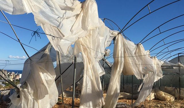 Tarımda güvence arttı: Üreticiye milyarlarca lira destek