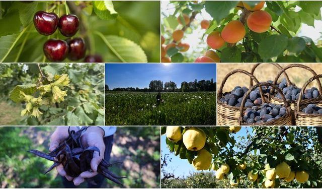 Yedi üründe dünya lideri: Türkiye'nin tarım gücü büyüyor