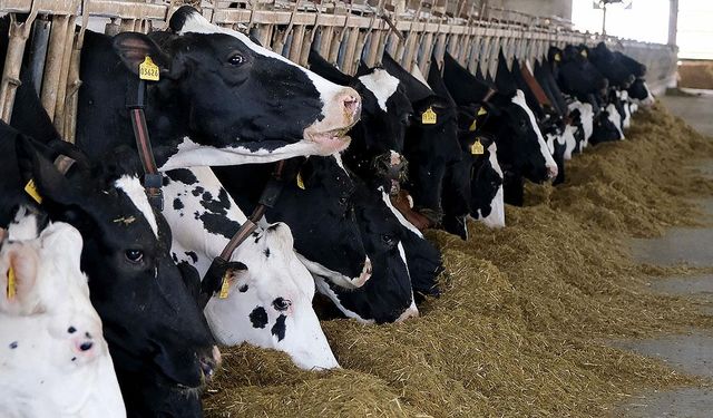 Türkiye et ve süt üretiminde arz sıkıntısı yaşamıyor