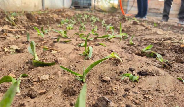 Dinar’da kadın çiftçilere salep fidesi dağıtıldı