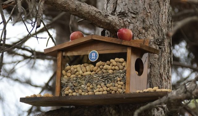 Kütahya Belediyesi’nden sincap ve kuşlara kış esteği