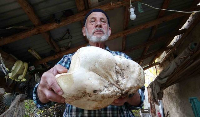 Kütahya’da 3 kilo dev mantar bulundu