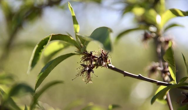 Zirai dondan etkilenen üreticilere 1,7 milyar lira ek destek