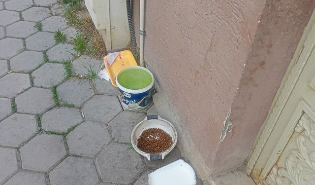 Eskişehir'den sokak hayvanlarına duyarlı hareket!