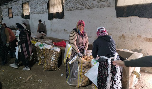 Türk mutfağının vazgeçilmez sebzesinin hasadı tamamlandı