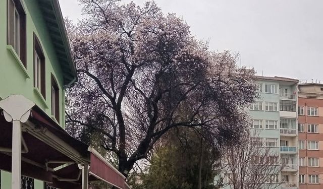 Eskişehir'e bahar erken geldi: Bademler çiçek açtı