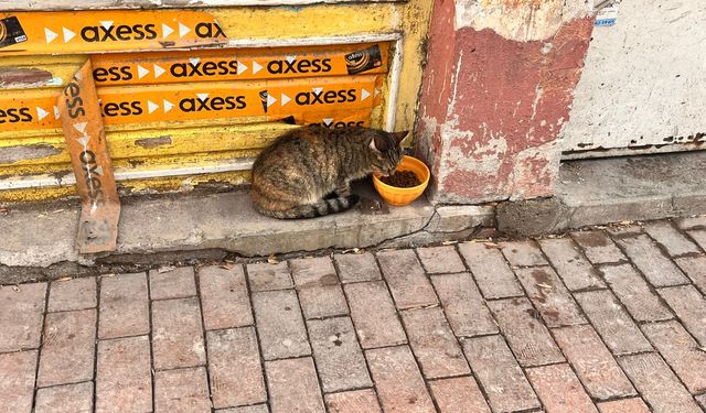 Eskişehir’de çarşı esnafı sokak hayvanlarını unutmadı