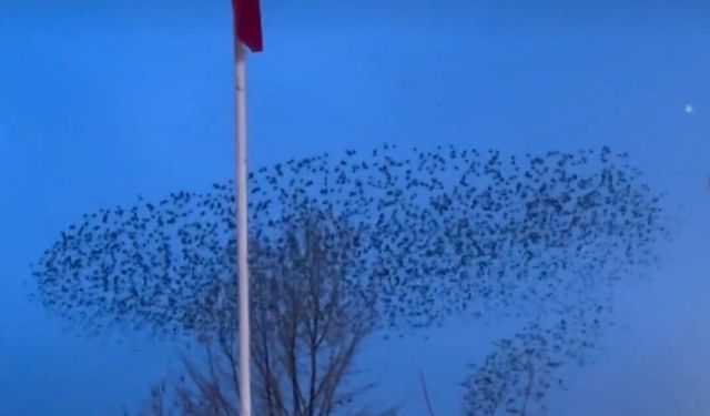 Kuşların Türk bayrağı çevresindeki mest eden dansı kamerada