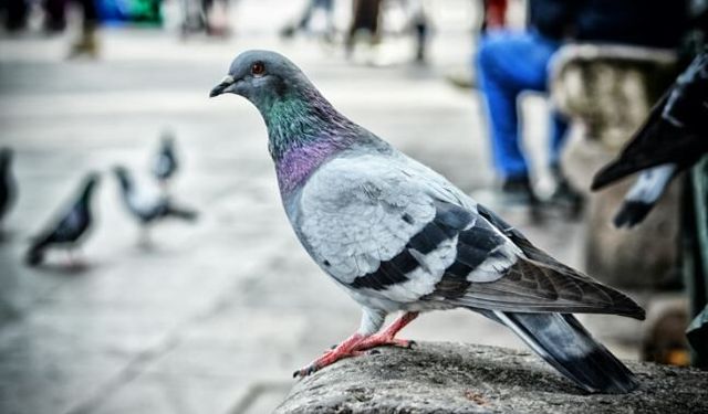 Eskişehir Reşadiye Camii önünde güvercinlerden görsel şölen
