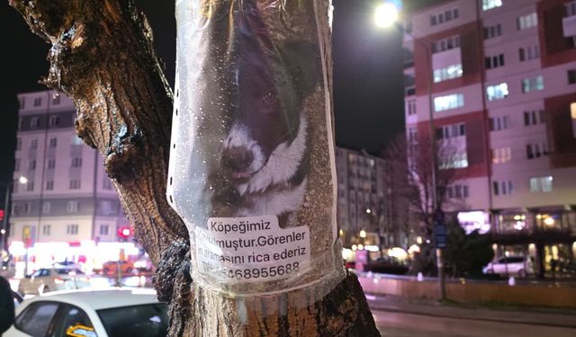 Eskişehir’de duyarlı vatandaşlara çağrı: Sahibi yardım bekliyor!