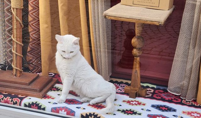 Mağaza vitrinindeki “Canlı biblo” dikkat çekti