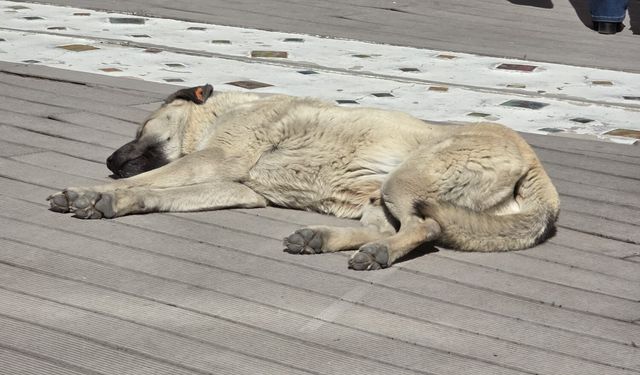 Güneşli havayı fırsat bilen sokak köpeği görenleri tebessüm ettirdi