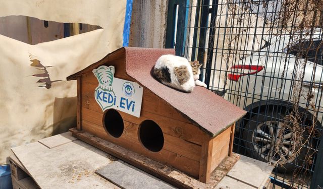 Eskişehir'de sokak kedileri için "kedi evi" uygulaması