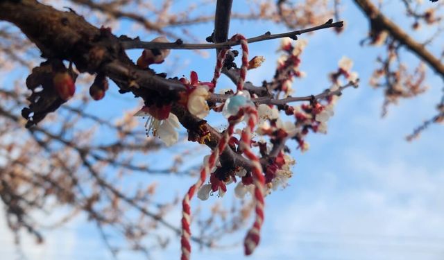 Marteniçkalar  ağaçları süsledi
