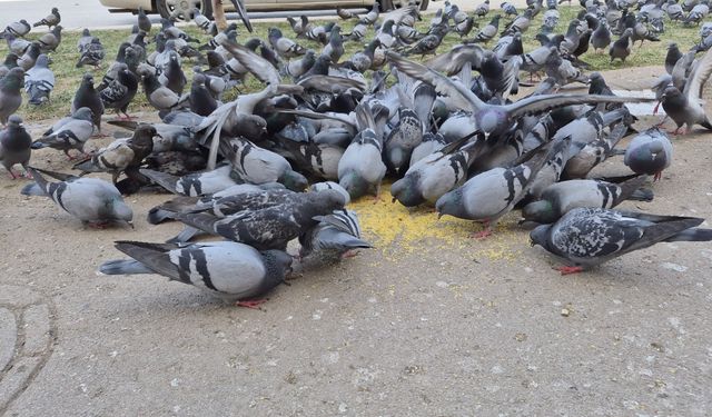 Eskişehir'de onlarca kuş tek bir noktada toplanıyor: İşte sebebi!