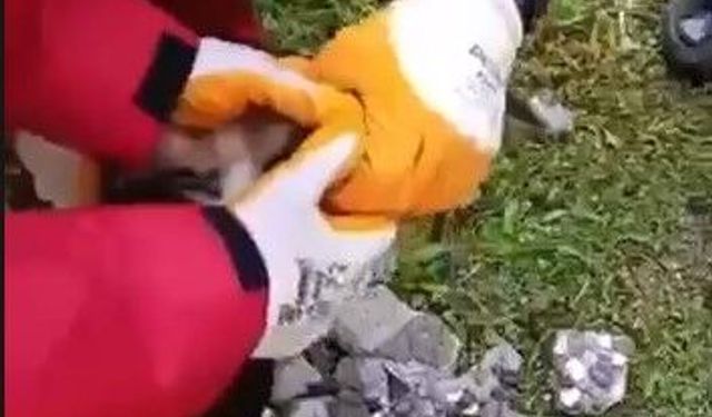 Eskişehir'de apartman kuyusuna düşen kedi operasyonla çıkarıldı