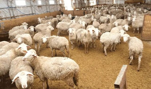 Kurbanlık telaşı başladı: İşte Eskişehir'de fiyatlar...