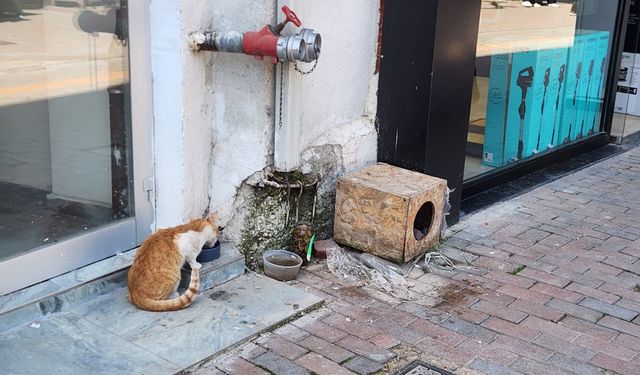 Eskişehir'de sokak hayvanları için kritik çağrı