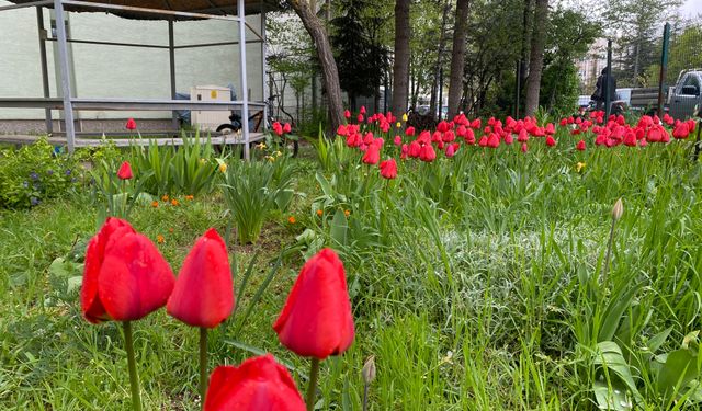 Eskişehir’de açan laleler mahalleye renk kattı