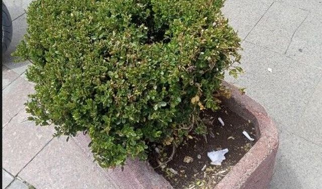 Eskişehir'de saksılar çöp doldu!