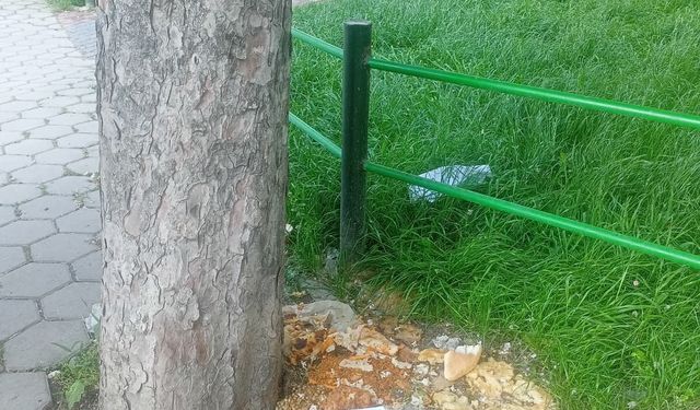 Eskişehir'deki parkta kötü görüntü