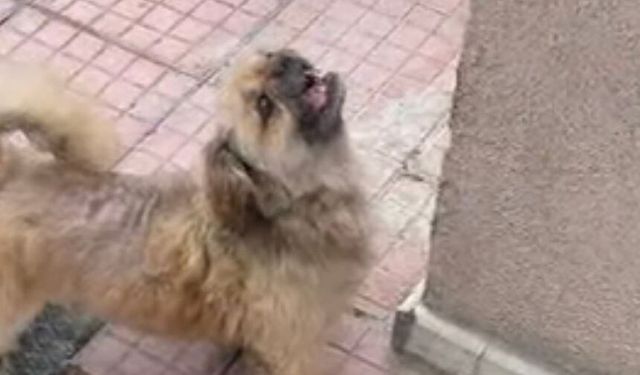Şeker Mahallesi'nde kayıp köpek için seferber oldular