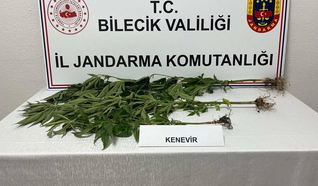 Bilecik’te kovaların içinde kenevir yetiştirdiği ortaya çıktı