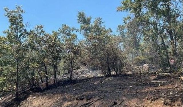 Bilecik’te ormanlık alanda yangın çıktı