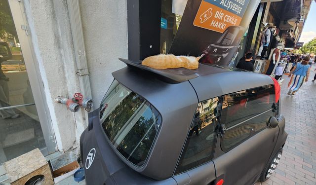 Model arabanın üzerine kurulan kedi tebessüm ettirdi