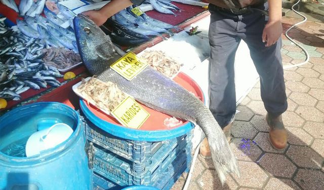Eskişehir’de tezgahı kaplayan dev levrek! Tam 22 kilo