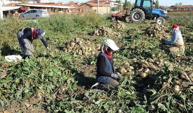 Eskişehir’de pancar üreticisinin gözü fiyatta