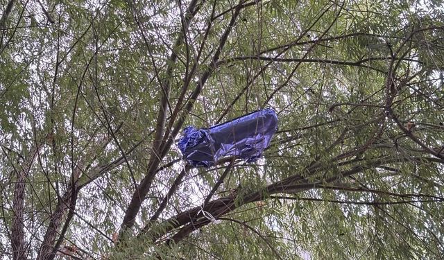 Eskişehir'de kutlama bitti, balonlar ağaçta kaldı