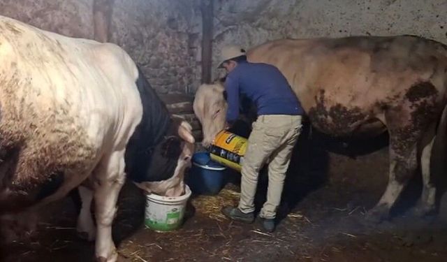 Eskişehir’in dev danaları Guinness’e hazırlanıyor