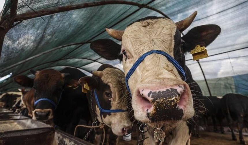 Kurban alacaklara uyarı: Seçerken nelere dikkat edilmeli?