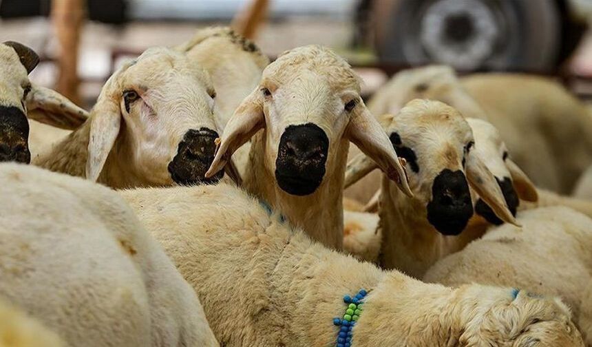 Kurban Bayramı hazırlıkları başladı: Kurbanlık fiyatları ne kadar olacak?