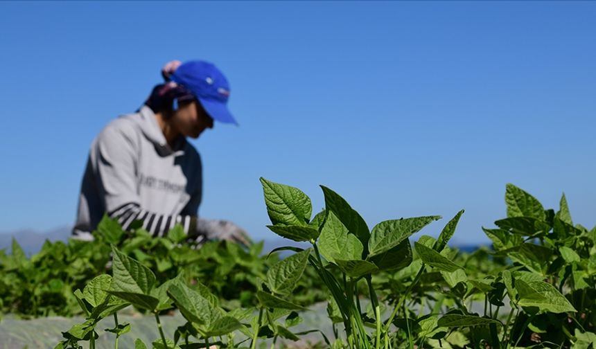 FAO ve Türkiye tarım politikalarını güçlendirecek ortak projeyi başlattı