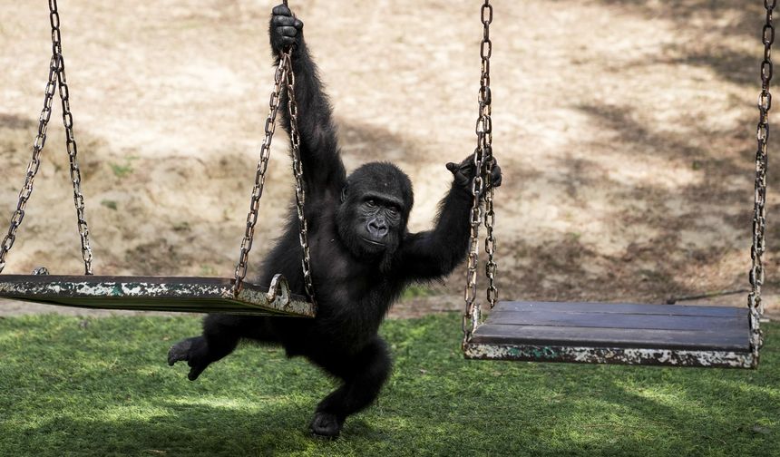 Yavru goril Zeytin Türkiye’de kalacak