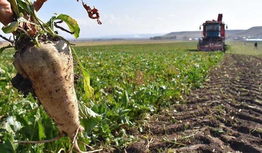 Eskişehirli üreticiden tepki: Bu yılda hayal kırıklığı
