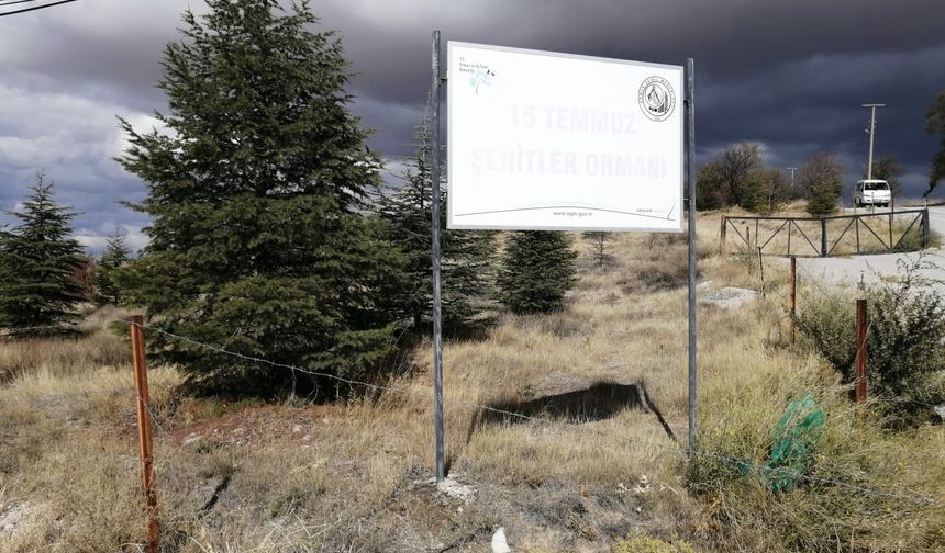 Eskişehir'de bir taraf yok olurken diğer tarafa binlerce fidan