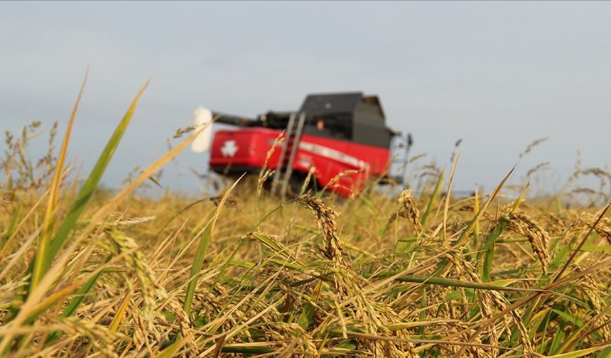 Kasımda üreticilere 4,2 milyar lira tazminat ödendi!